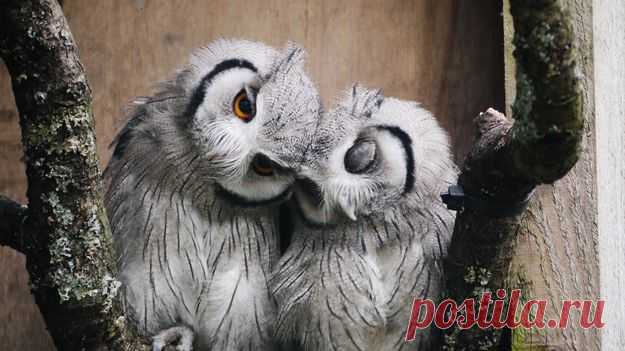 Birds, 5 | Dusky's Wonders