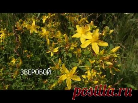 Заготовка цветов и травы зверобоя