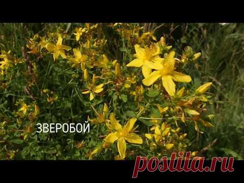 Заготовка цветов и травы зверобоя