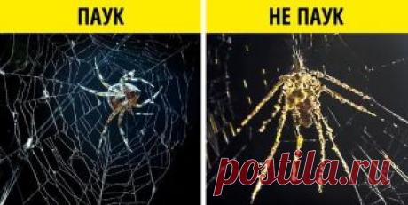 11 сюрпризов природы, глядя на которые так и тянет сказать: «Да ладно!» Вы задумывались над тем, что мир животных и насекомых может быть совсем не таким, каким мы привыкли его представлять?Они умеют думать, шутить, плести интриги, дружить и трудиться...К примеру, чтобы на...