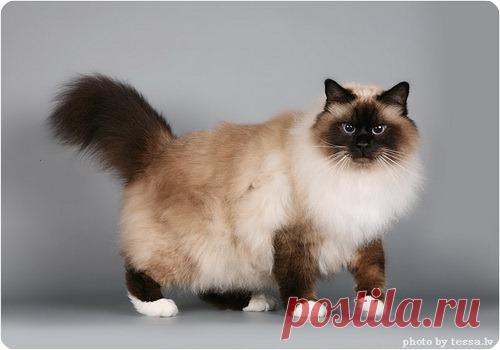 Бирманская кошка или священная бирма - ZooPicture.ru
