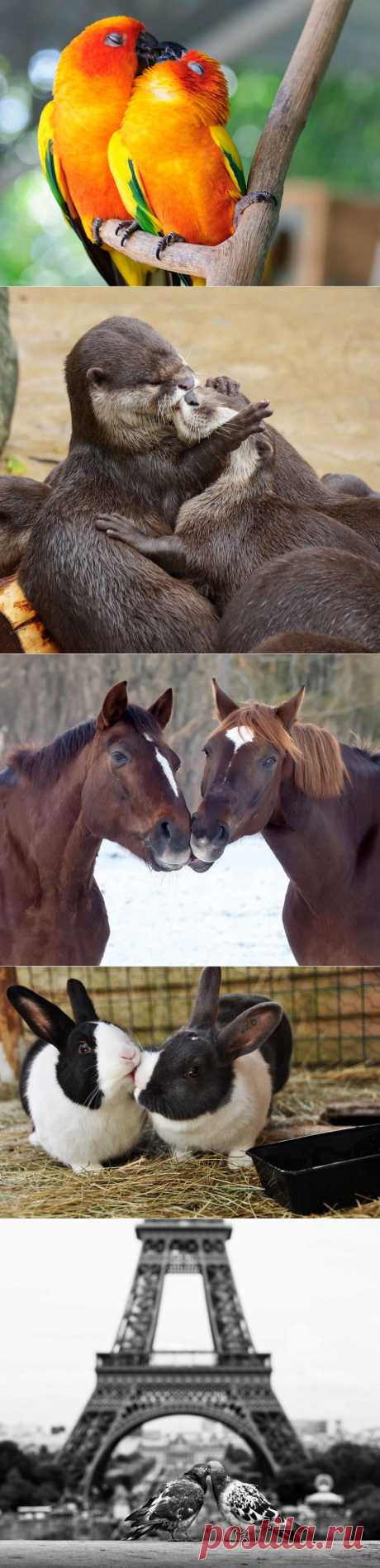 Да, животные тоже целуются и делают это восхитительно