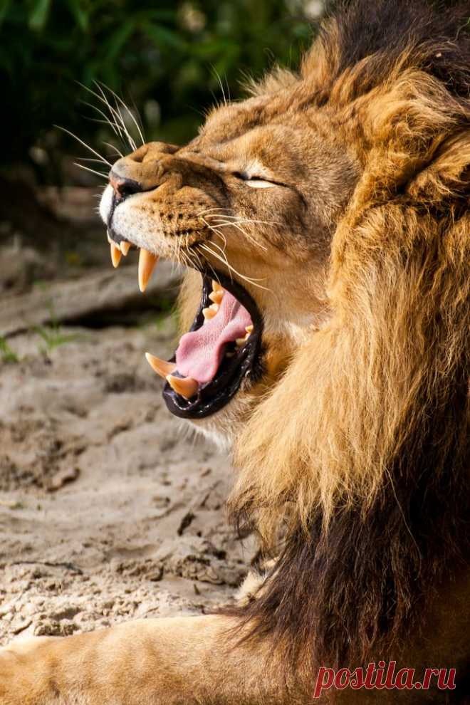 Рев ... от (Hermen ван Лаара) |! Веб-сайт на слабость, и даже хрупкости