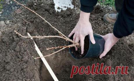 Правила посадки красной смородины весной и осенью: как и когда сажать, схема Сроки посадки
Посадку ягодных кустарников проводят весной и осенью. Когда именно высаживать красную смородину, зависит от региона, его климатических особенностей, погоды и желания садовода.
Весной
Вес...