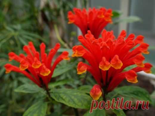 Фейерверк в горшке — шлемник коста-риканский