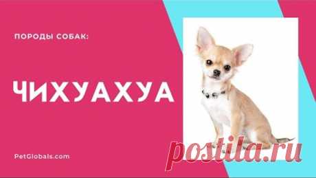 ЧИХУАХУА (всё о породе)