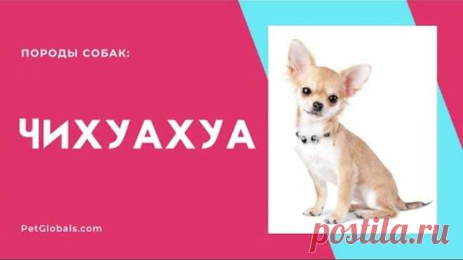 ЧИХУАХУА (всё о породе)