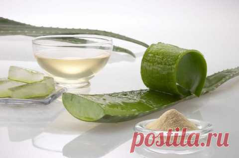 Подборка рецептов - алоэ от всякой хвори.