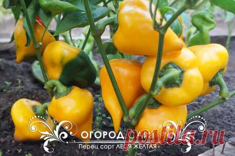 Перец сладкий Леся жёлтая (остроносая), семена купить | ОГОРОД.сайт