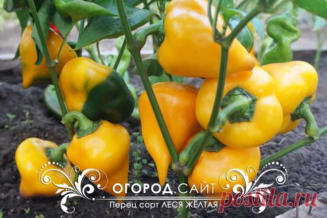 Перец сладкий Леся жёлтая (остроносая), семена купить | ОГОРОД.сайт
