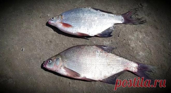 Подлещик, сопа, синец, густера — рыбы, которых рыболовы постоянно путают. Отличительные черты... Часто слышу на берегу водоемов, как рыболовы путают названия рыб наших рек. Поймав подлещика рыболов радуется крупной густере, а поймав густеру называют сопой и т.д.