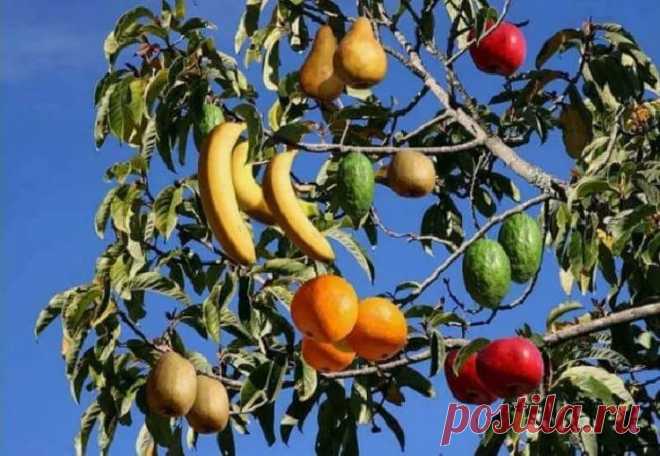 какие разновидности плодовых деревьев существует — Яндекс: нашлось 7 млн результатов