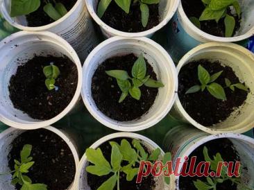 Зачем поливать рассаду водой из аквариума: живая подкормка, которую обожают все растения. Такой состав действует мягко, не перегружая почву химией. Корни получают питание постепенно, без риска ожога.