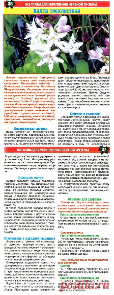 Вахта трехлистная (трифоль)
