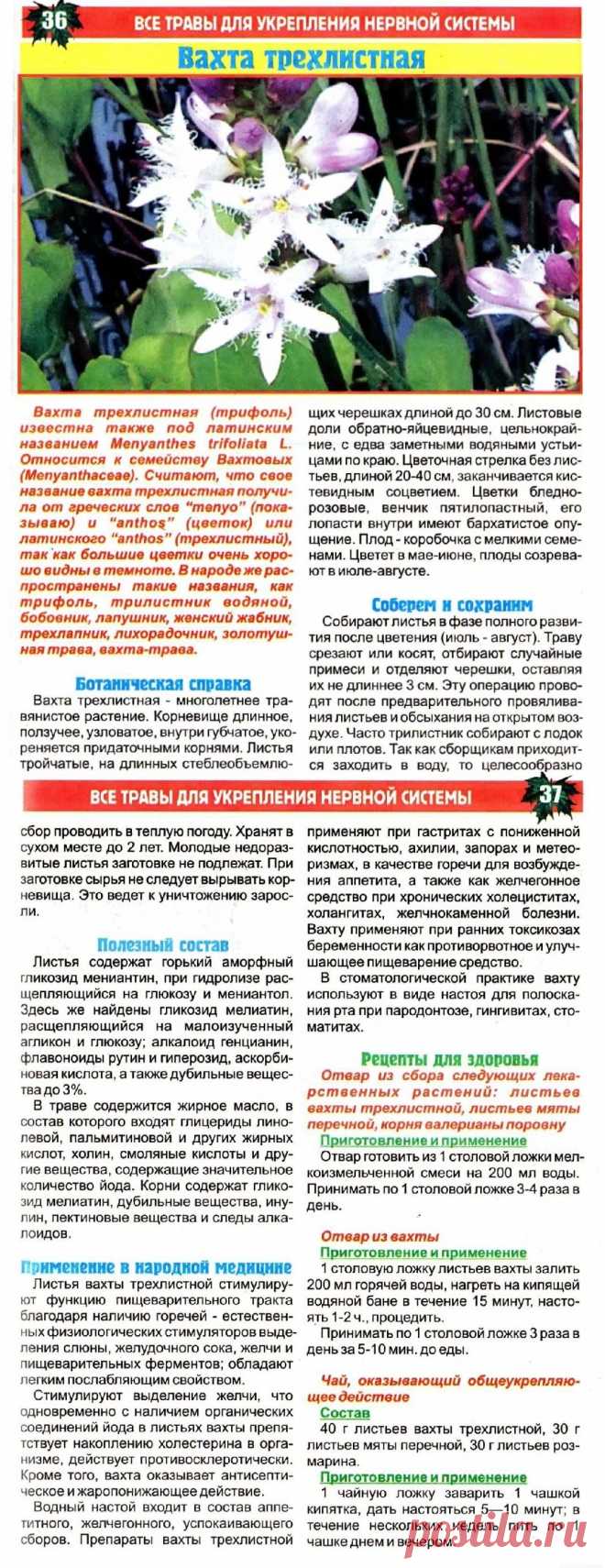 Вахта трехлистная (трифоль)