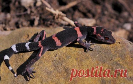 Великолепный гониурозавр (Goniurosaurus splendens), о. Токуносима (Япония).
https://www.iucnredlist.org/details/18917767/0