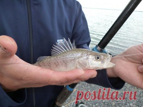 Вот такого окунька мы поймали на Алаколе!