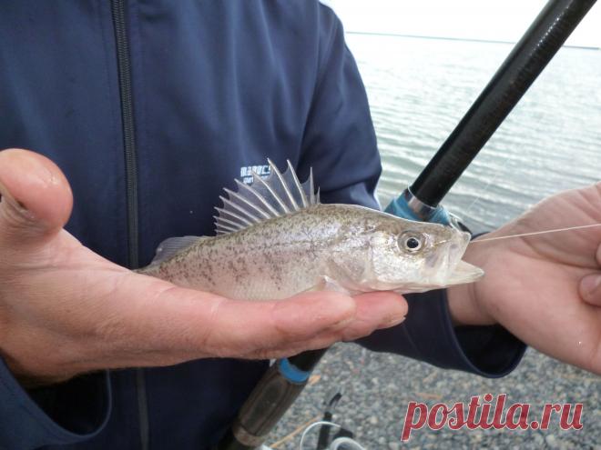Вот такого окунька мы поймали на Алаколе!