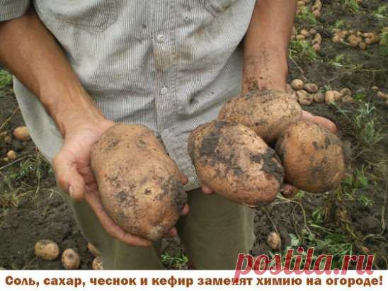 Иногда нам и в голову не приходит, что удобрения и ядохимикаты могут заменить самые обычные продукты - соль, сахар, чеснок, кефир, горчица.
Вот, например, появились на томатах первые признаки фитофтороза. Чтобы спасти плоды, надо ускорить их созревание. В этих целях обычно рекомендуют подкормить томаты калием и фосфором. Но есть способ проще. Возьмите на 1 л воды 100 г поваренной соли и этим раствором опрысните заболевшие растения. После такой иезуитской операции листья пожелтеют и опадут, рост