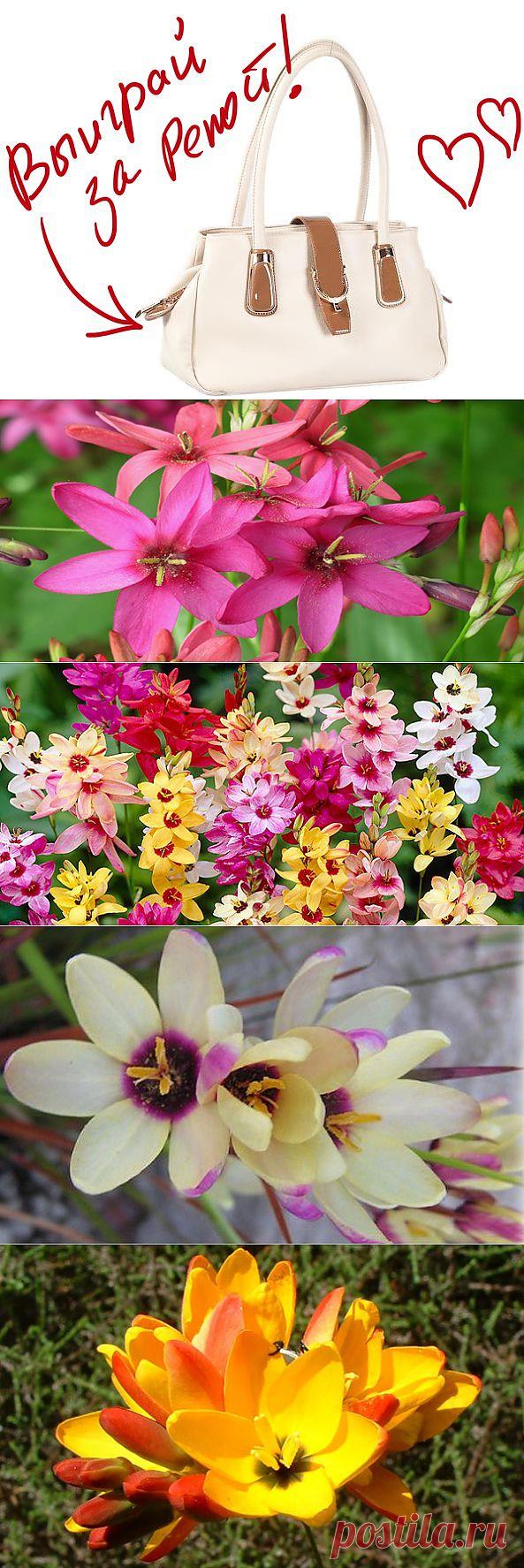 Иксия - звёздные цветы в саду. Выиграйте стильную сумку от интернет-магазина Клуб Красоты, разместив любой пост с сайта 7dach.ru в Постиле. Чем больше постов - тем выше шансы. Розыгрыш состоится в понедельник, 16 декабря. В акции участвуют все посты, которые содержат этот текст и фото сумки!
