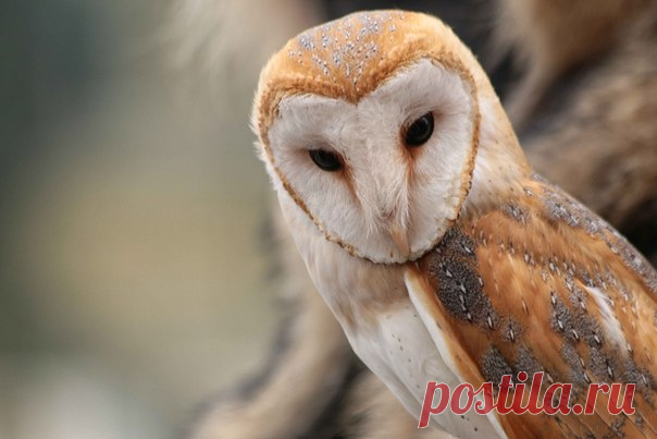 Сипуха обыкновенная. Автор фото – Aleksandr Merk: