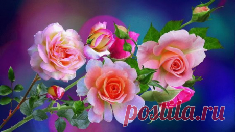 i (569×320)
