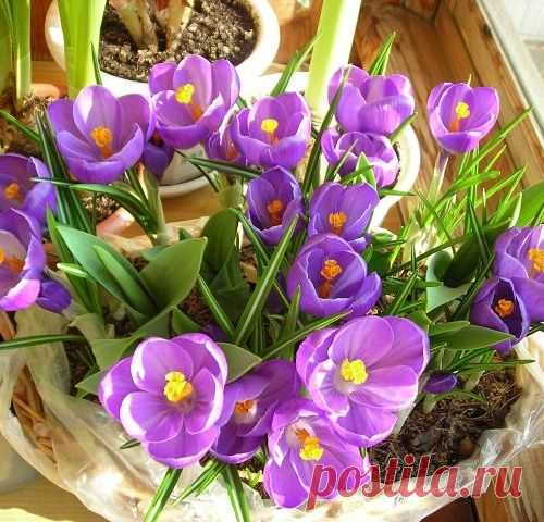 Вырастим клумбу к зимнему празднику дома