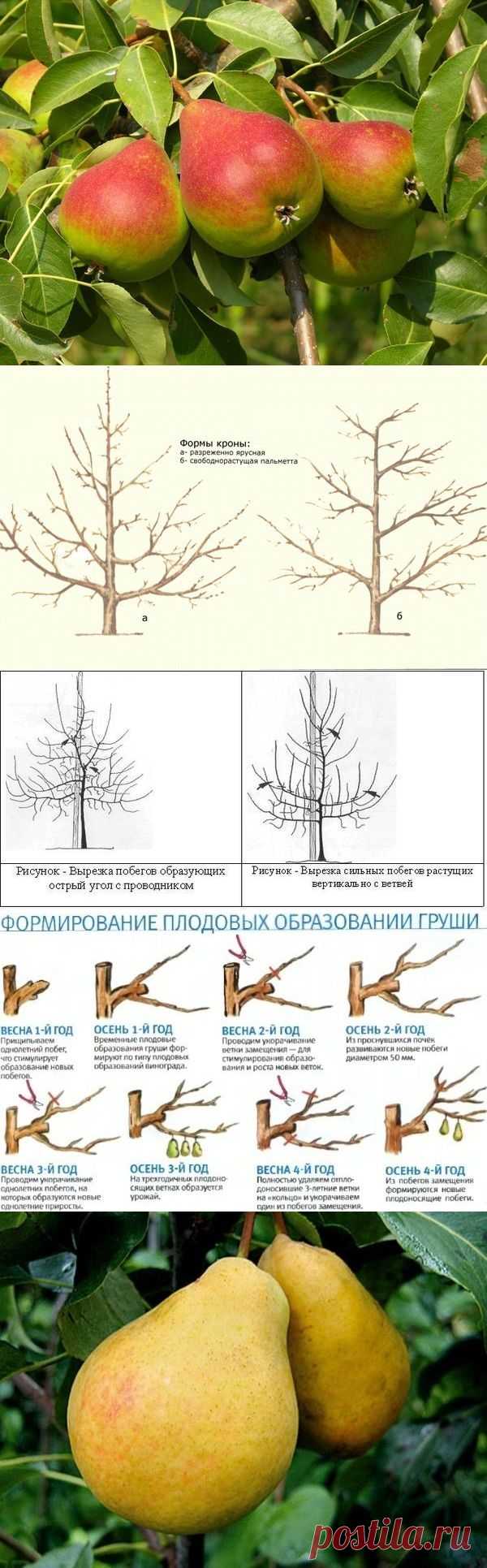 Груша, посадка и уход! - Садоводка