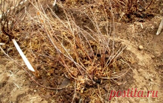 Каждую весну вношу под куст смородины народную подкормку. Урожая в разы больше. Делюсь опытом | Удачные дела | Яндекс Дзен