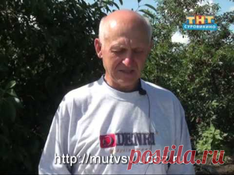 "В помощь садоводам" Сорта вишни — Яндекс.Видео