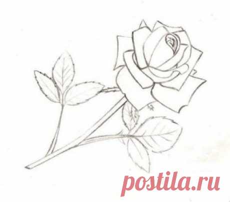Рисуем розочку карандашом — Сделай сам, идеи для творчества - DIY Ideas