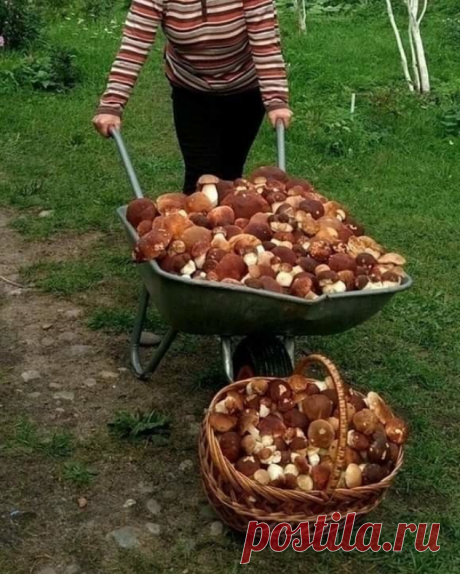 Отличные виды съедобных грибов, которые растут в российских лесах, но их почти никто не собирает  В лесу много грибов, только нужно знать, как их искать, и что нужно для их сбора.
Когда я только переехал жить в лес, я много ходил по лесу, собирал грибы и делал разные эксперименты.
Один из самых популярных грибов — масленок, на него всегда большой спрос.
Но не все знают, что его можно встретить и в других местах.
Для примера вам покажу несколько картинок с видами масленка, собранными в разных м…