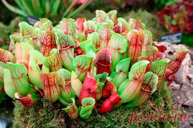 Комнатное растение Дарлингтония (Darlingtonia). Это удивительное растение способно охотиться на насекомых. Видоизмененные листья дарлингтонии являются ловушками, наполненными пищеварительным соком. В них перевариваются двукрылые жертвы, которые не могут выбрать наружу. Содержать дарлингтонию в комнатных условиях рекомендуют в парниковых ящиках, защищенных мхом или листьями. Лучшей почвой для них является обычный влажный торф. Красивые желтоватые или красно-коричневые цветки появляются в июне.