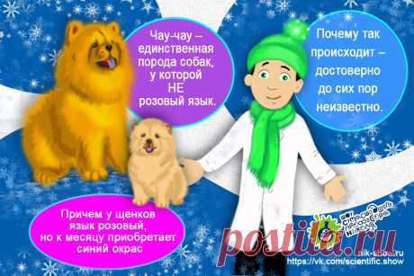 КОМИКСЫ — Шоу сумасшедшего профессора Николя