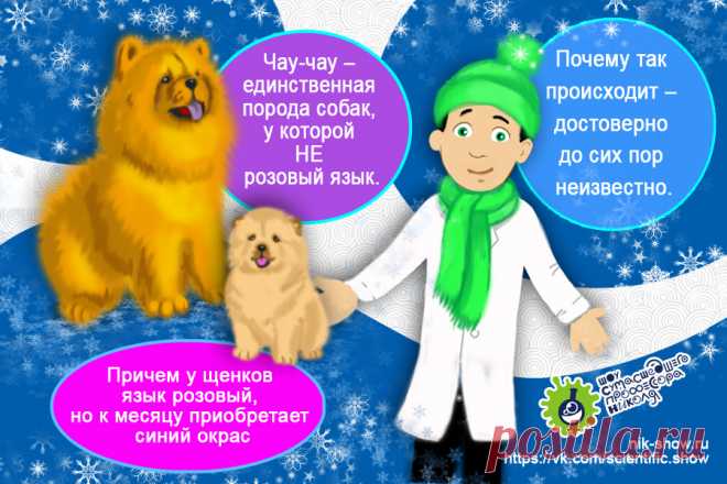КОМИКСЫ — Шоу сумасшедшего профессора Николя
