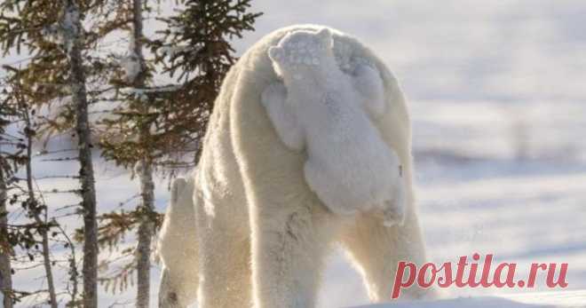 Самые забавные снимки дикой природы 2017 | Story