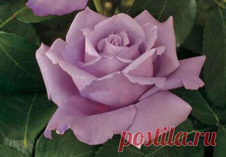 роза-фиолетовая.jpg (576×400)