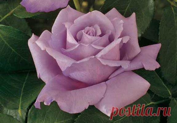 роза-фиолетовая.jpg (576×400)