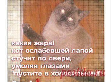 Волянюк (Попко) Анна считает классным альбом Кошка - загадка природы. в группе КОЛЬЦО Соломона (притчи, рассказы, цитаты)
