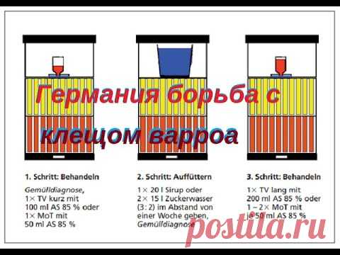 Клещ варроа подробная инструкция по обработке