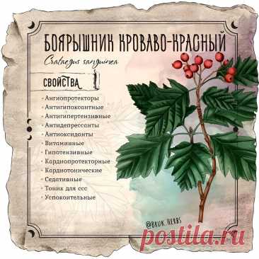 Боярышник кроваво-красный