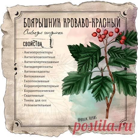 Боярышник кроваво-красный