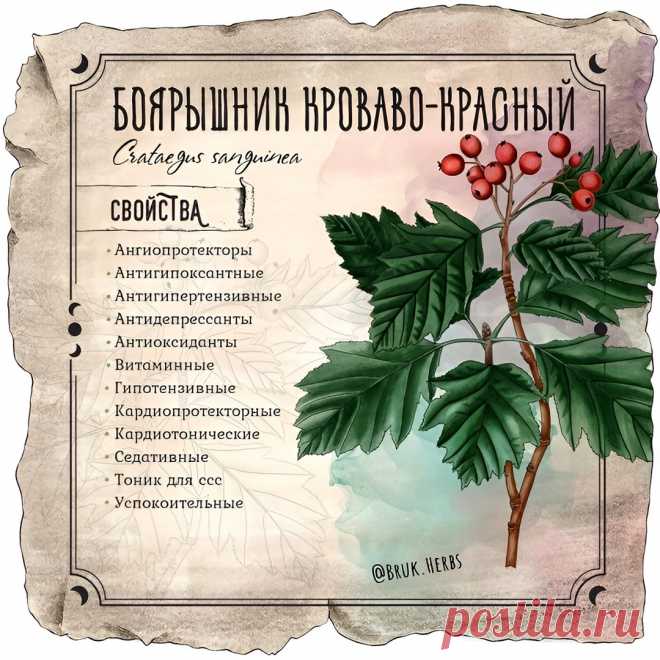 Боярышник кроваво-красный