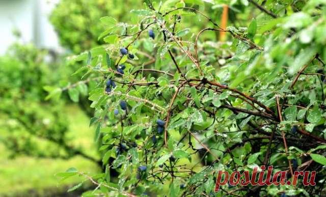 Как ухаживать за жимолостью после сбора ягод — Домашние заботы