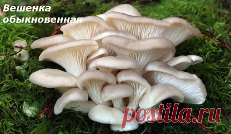 ВЕШЕНКА обыкновенная