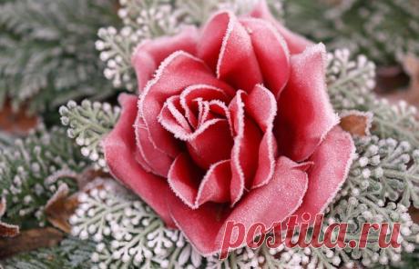 роза и первые заморозки