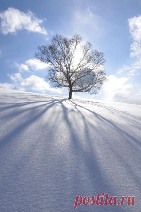 Mt Nanaedake by gangstabh180 | Tree &amp; Path