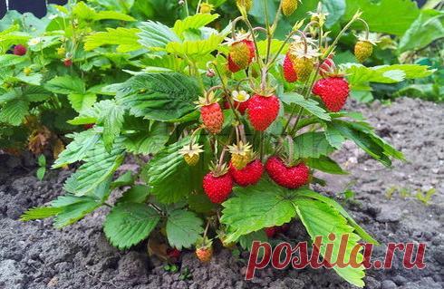 ПОЧЕМУ НЕ ПЛОДОНОСИТ КЛУБНИКА? СЕМЬ ВАЖНЫХ ПРИЧИН ОТСУТСТВИЯ ЯГОД