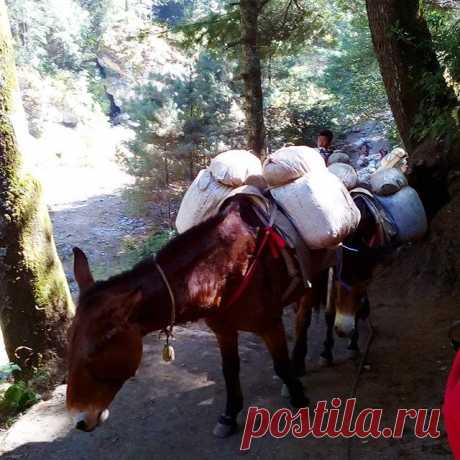 Караван.
#горы,#караван,#непал,#гималаи,#треккинг,#путешествия.