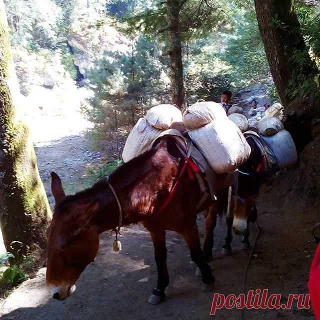 Караван.
#горы,#караван,#непал,#гималаи,#треккинг,#путешествия.
